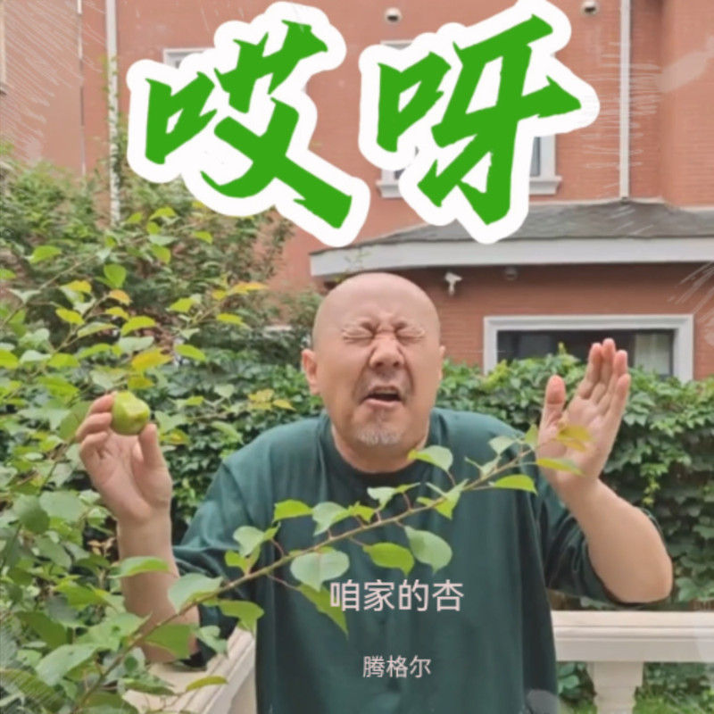 腾格尔-《咱家的杏》