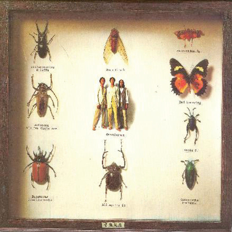 草蜢-《音乐昆虫》