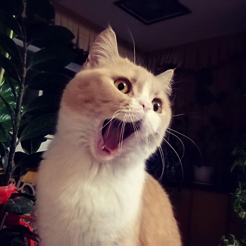 花粥-《2018 (三)》