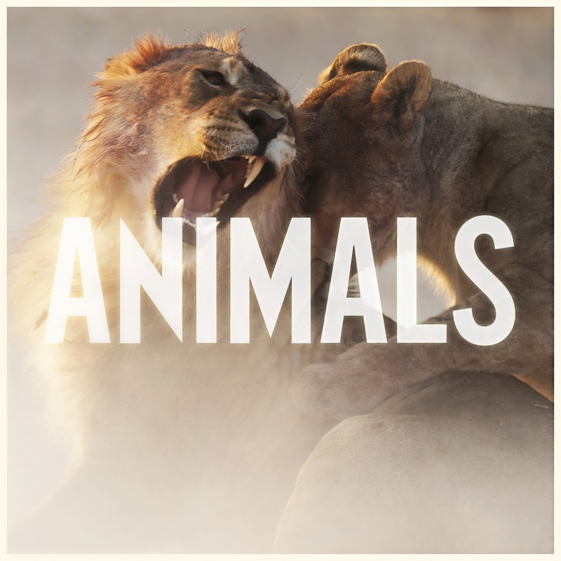Maroon 5-《Animals》