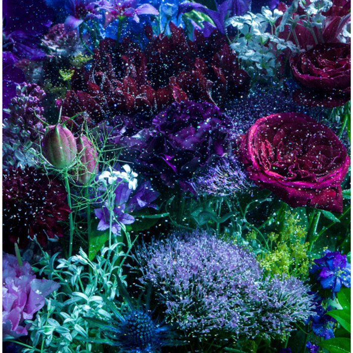 Aimer-《あなたに出会わなければ~夏雪冬花~_星屑ビーナス(期間生産限定アニメ盤) (如果不曾遇见你~夏雪冬花~_星尘中的维纳斯)》